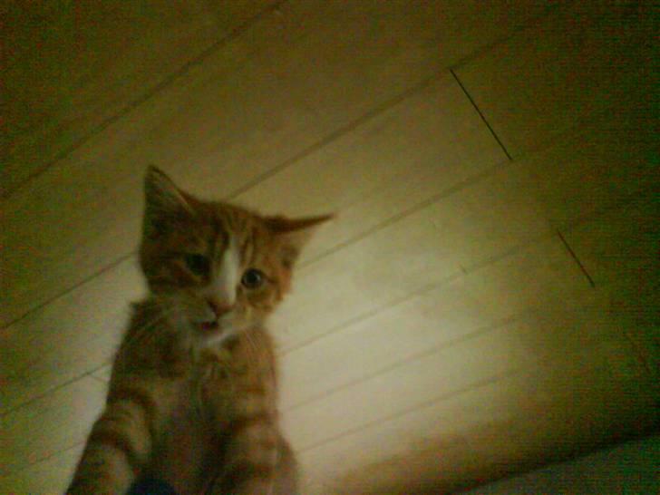 Huskat Tayson (: <3 billede 15