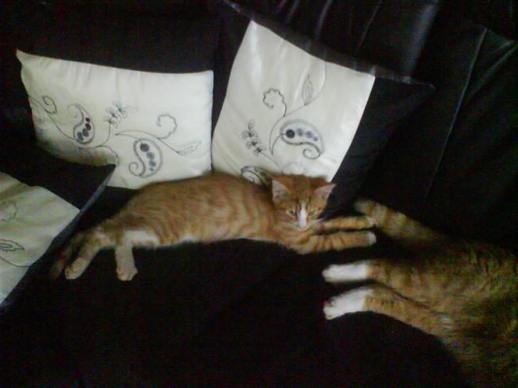 Huskat Tayson (: <3 billede 16