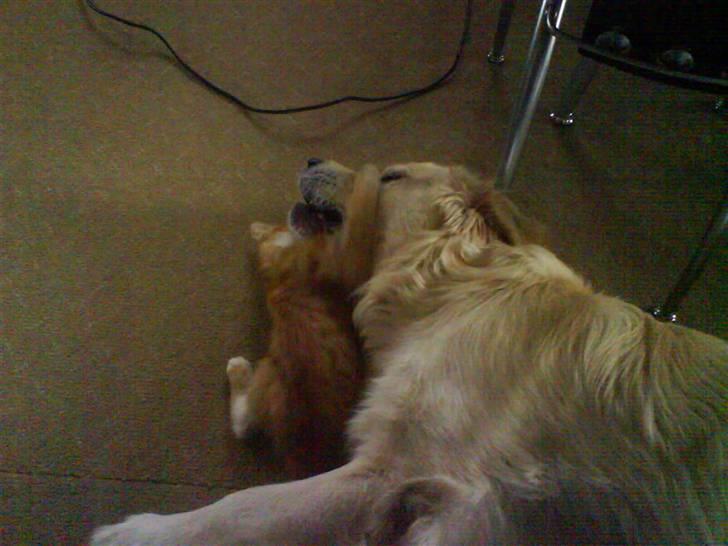 Huskat Tayson (: <3 billede 17