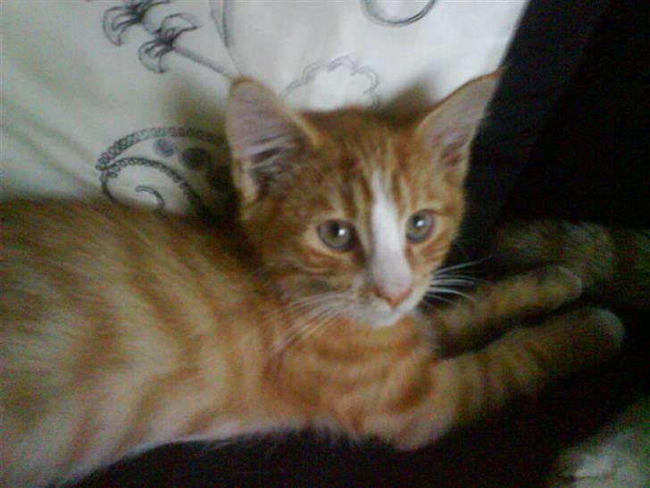 Huskat Tayson (: <3 billede 18