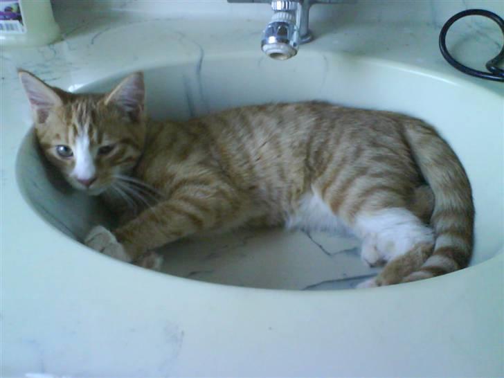 Huskat Tayson (: <3 billede 19