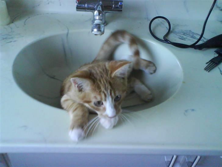 Huskat Tayson (: <3 billede 20