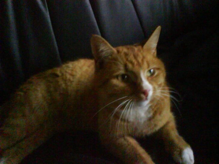 Huskat Felix billede 7