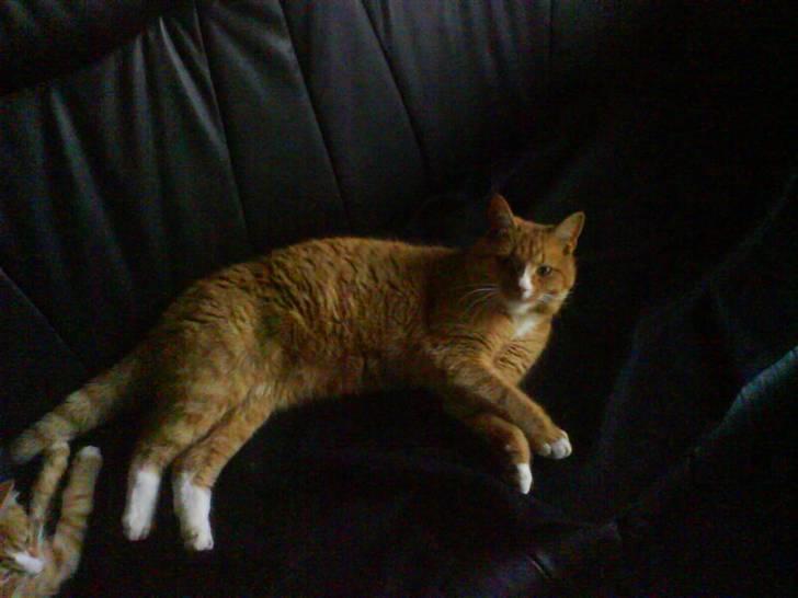 Huskat Felix billede 8