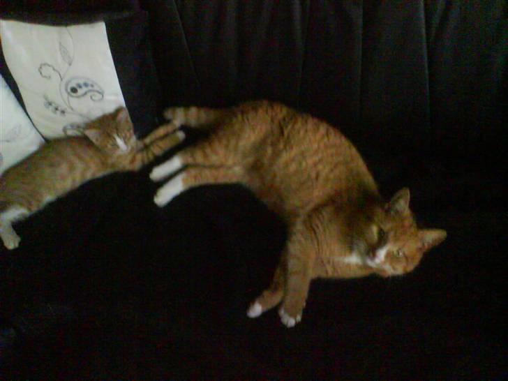 Huskat Felix billede 9