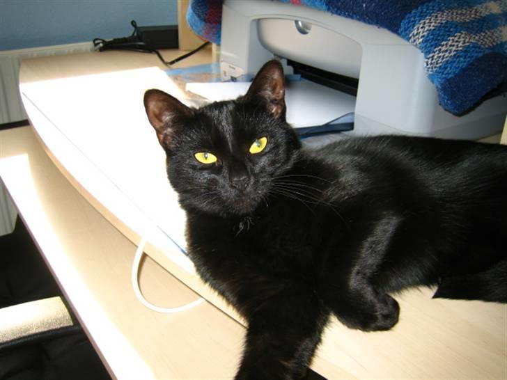 Huskat Mille - Har lige lagt mig på mors skrivebord, måske skal jeg lige hjælpe hende lidt. billede 1