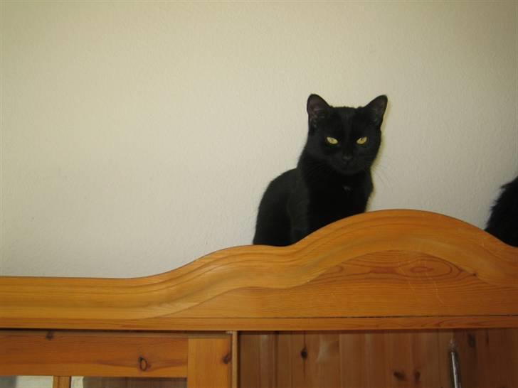 Huskat Mille - Sidder lige og holder øje med allesammen. billede 2