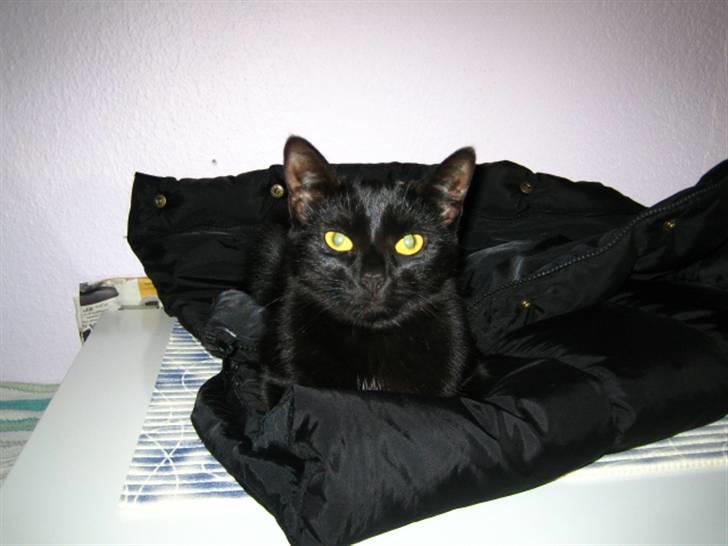 Huskat Mille - Her prøver jeg at gemme mig i mors vest. billede 3