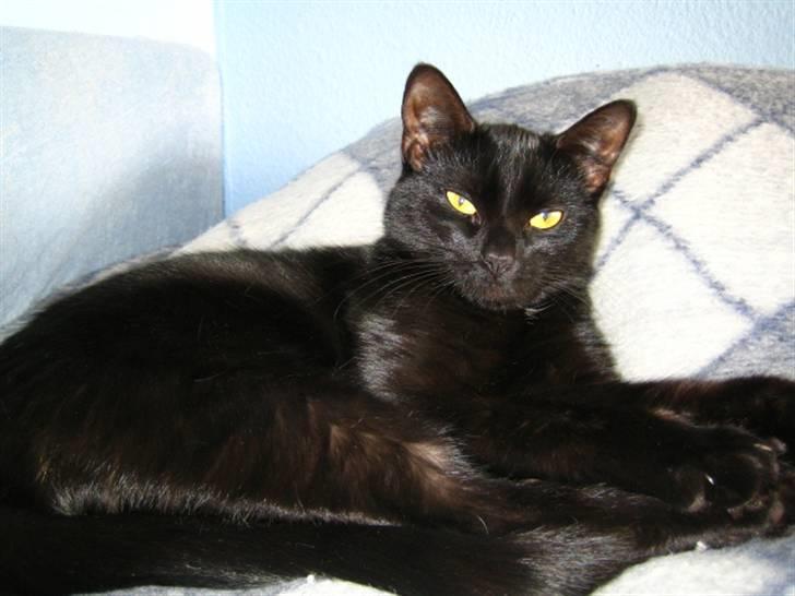 Huskat Mille - Her ligger jeg og gør mig lækker for mor. billede 4