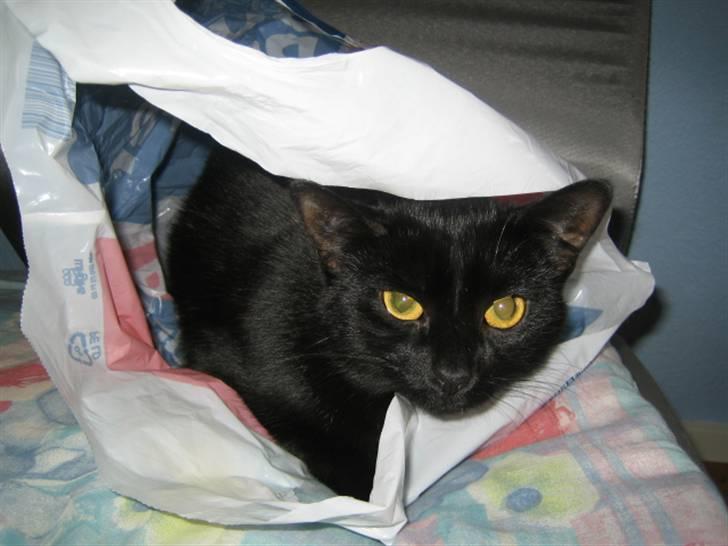 Huskat Mille - Mor glemt lige en pose,så den måtte jeg lige undersøge. billede 5