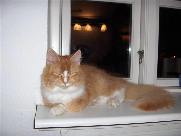 Maine Coon misser billede 1