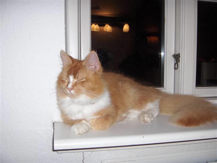 Maine Coon misser billede 2