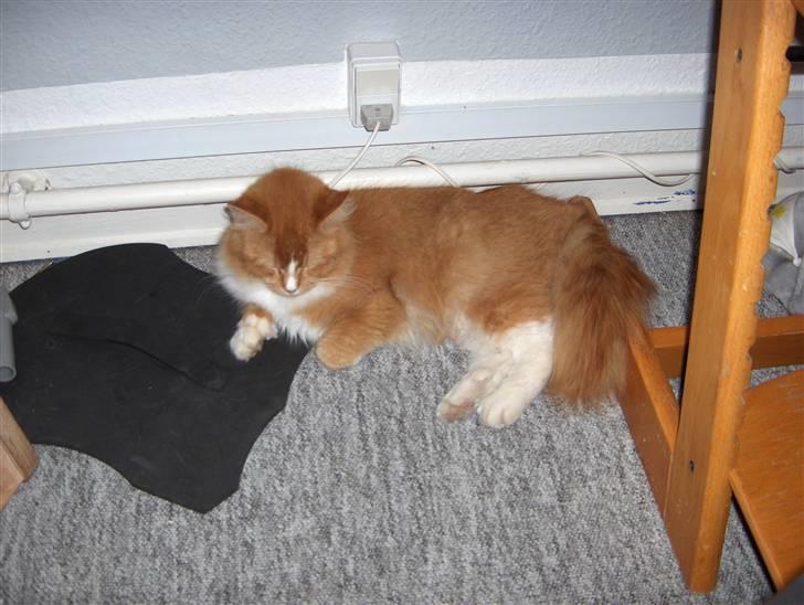 Maine Coon misser billede 3