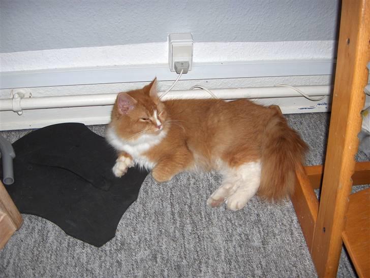 Maine Coon misser billede 4