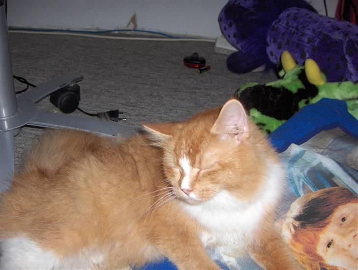 Maine Coon misser billede 5