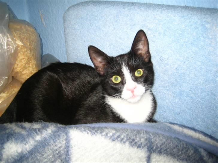 Huskat Max - Ligger og holder øje med min mor. billede 1