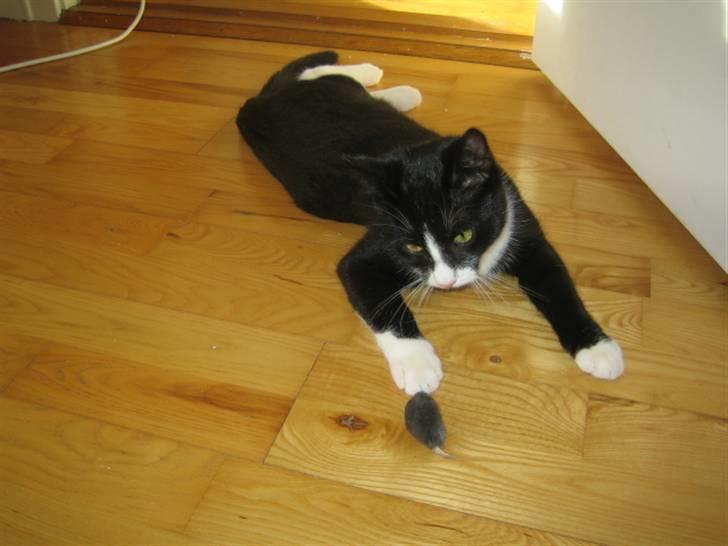 Huskat Max - Ligger lige og leger med min legetøjsmus. billede 2