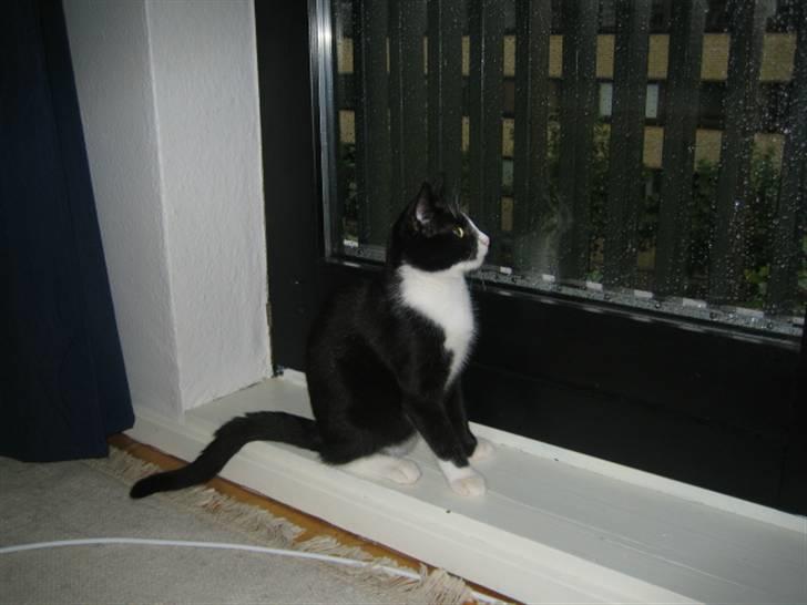 Huskat Max - Sidder lige og kigger ud på regnen, godt man er indenfor. billede 3