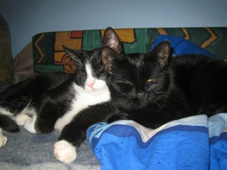 Huskat Max - Her ligger jeg og får en lille lur sammen med Mille. billede 4