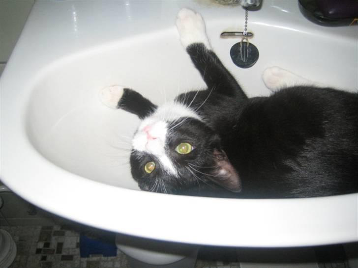 Huskat Max - Måtte lige prøve at ligge i håndvasken, godt hanen var lukket. billede 5