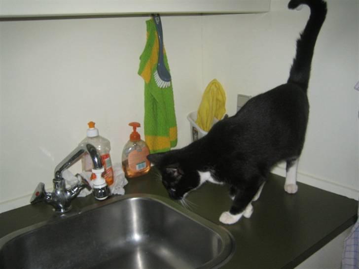 Huskat Freja - overvejer lige om jeg skal tage et lille bad i køkkenvasken. billede 1