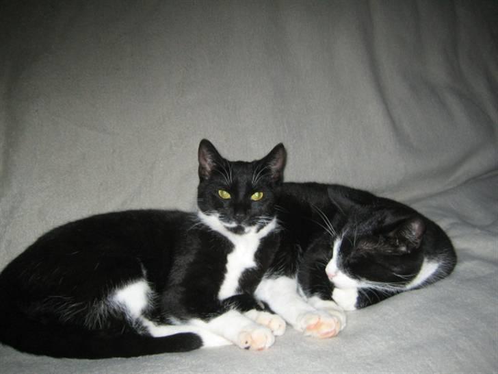 Huskat Freja - Her putter jeg med minfar. billede 2