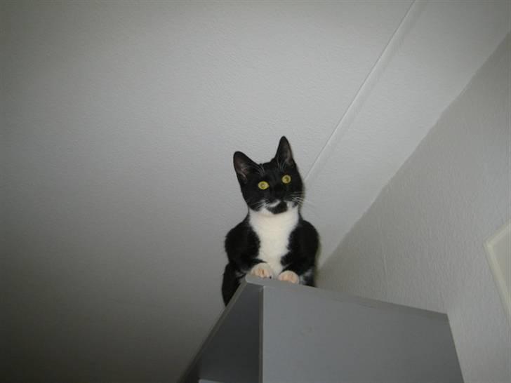 Huskat Freja - Her sidder jeg og holder øje med allesammen. billede 3