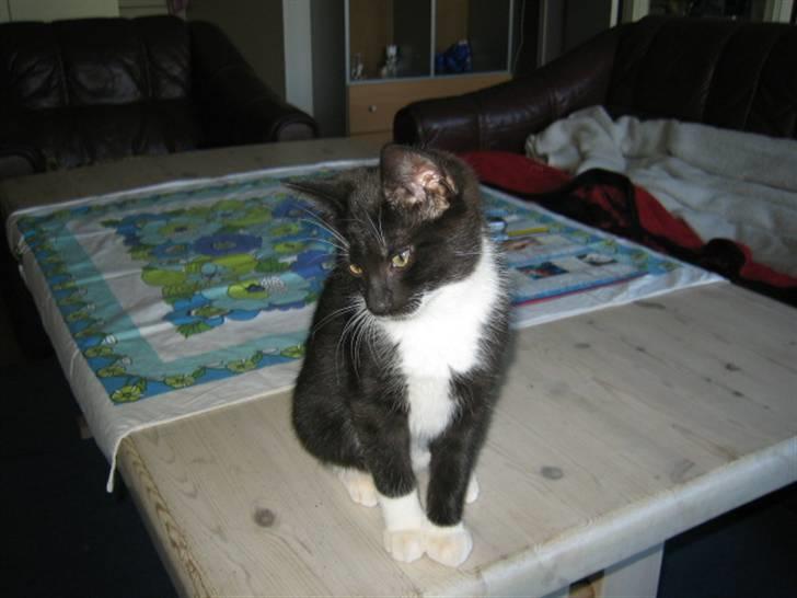 Huskat Freja - Her sidder jeg og ser fjernsyn billede 4