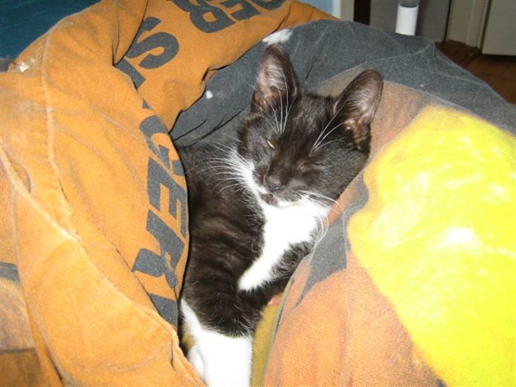 Huskat Freja - Her ligger jeg i mor´s dyne og får en lille lur. billede 5