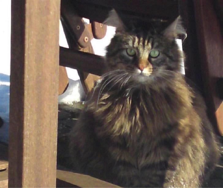 Blanding af racer Conrad - Dejlige Conrad billede 1