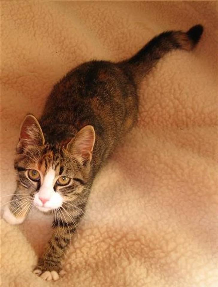 Huskat mini - mini som killing eller da vi lige fik hende billede 1