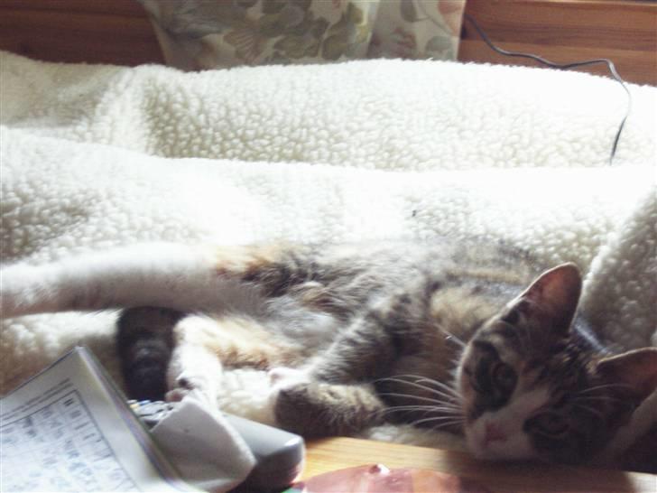 Huskat mini billede 2