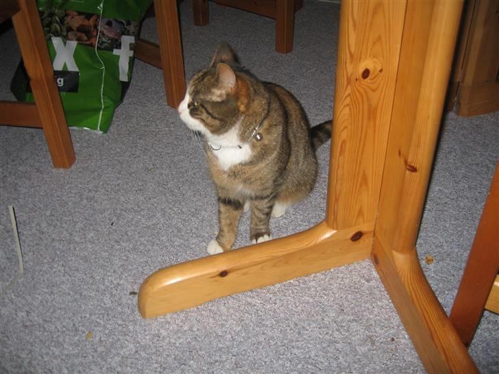 Huskat mini - mini som voksen  billede 3