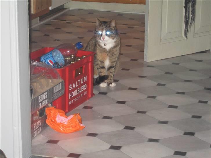 Huskat mini - mini er lige flytte hjem til os i den nye lejlighed billede 4