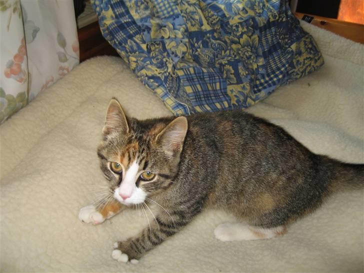 Huskat mini - mini da hun var killing og jeg stadig boede hjemme billede 5