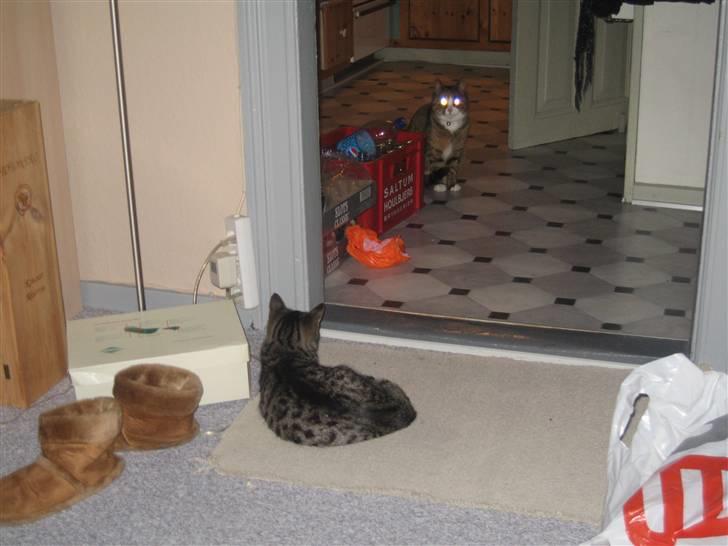 Huskat mini billede 6