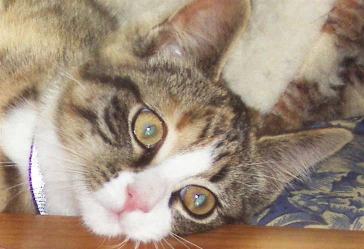 Huskat mini billede 7