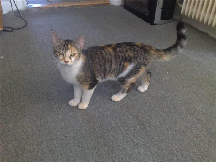 Blanding af racer sisse billede 14