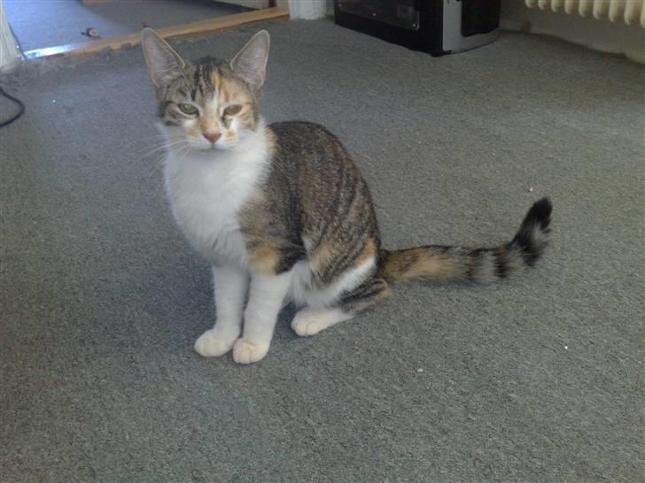 Blanding af racer sisse billede 15