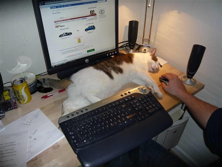 Huskat Buller aka. Muggermis billede 7