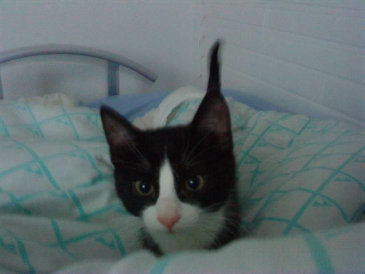 Huskat Miv "Tykke" - så står vi op Mia vi skal ud og save noget mad. og 2 sekunter efter springer hun i hovedet af mig heeh  billede 6