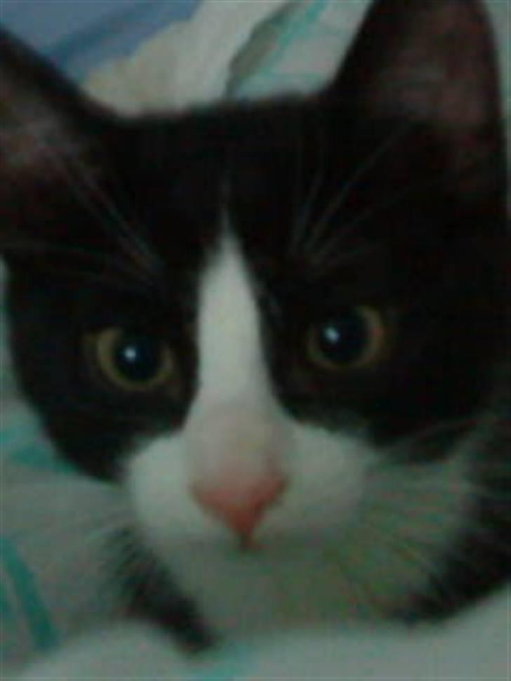 Huskat Miv "Tykke" - hoved billed billede 7