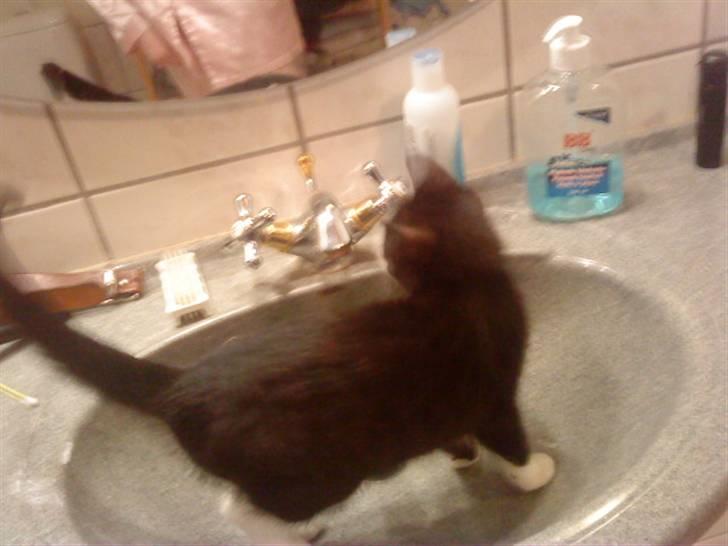 Huskat Miv "Tykke" - vand katten æv vandet er ikk tænt billede 9