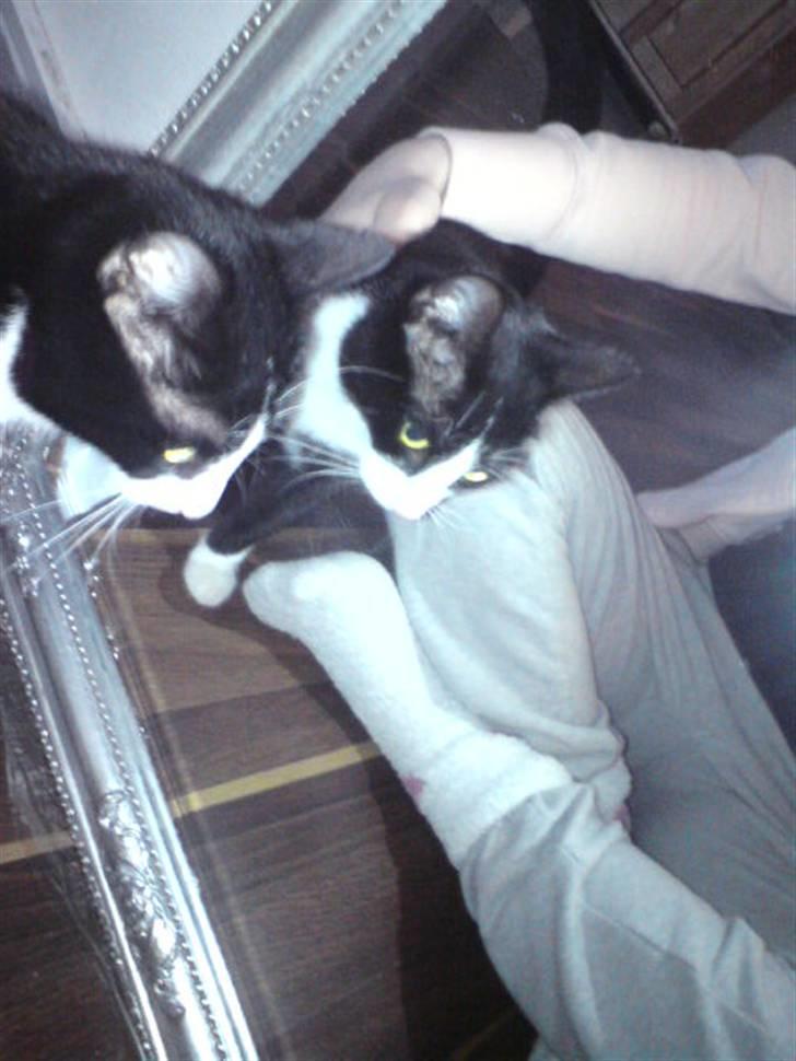 Huskat Miv "Tykke" - så sig selv i spejlet ;D <3  billede 11