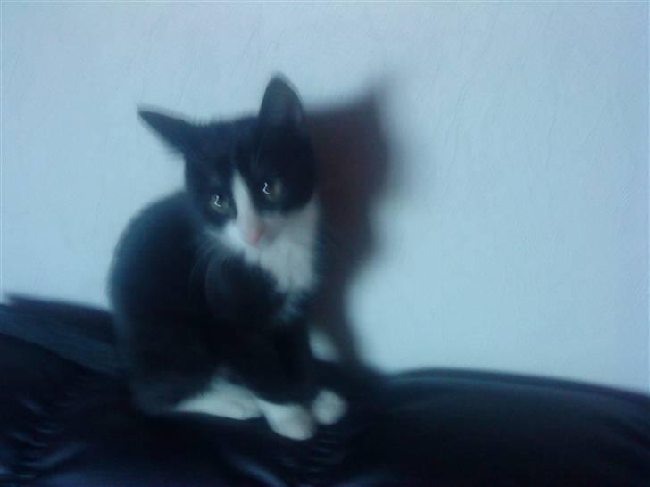 Huskat Miv "Tykke" - i er kedelige billede 12