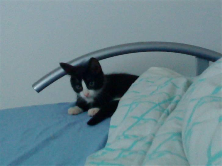 Huskat Miv "Tykke" - gab gab  billede 13