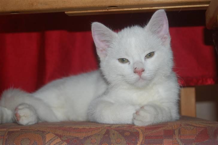 Huskat Fnuller - Juleaften 2008, gået træt af alt det nye legetøj og med sovseplet på snuden billede 12