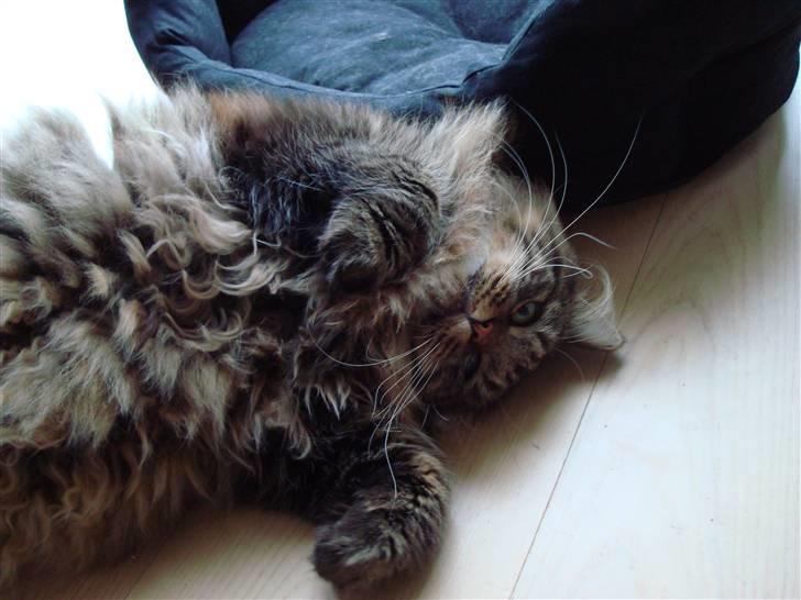 Blanding af racer Conrad - Så kan I godt nusse mig under hagen!! :o) billede 2