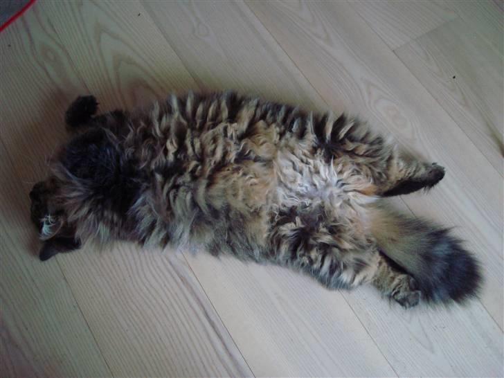 Blanding af racer Conrad - "Rulle"-missen Conrad... elsker at rulle rundt på gulvet. billede 3