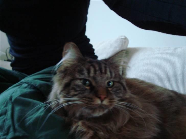 Blanding af racer Conrad - Jo tættere jeg kan putte jo bedre! billede 4